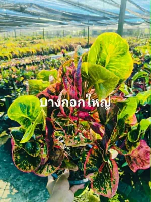 Croton Bang Kok Yai — rare Croton plant from Thailand
