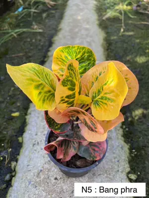 Croton Bang Phra — rare Croton plant from Thailand