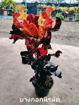 Croton Bangkok Niramit — rare Croton plant from Thailand