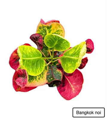 Croton Bangkok Noi — rare Croton plant from Thailand