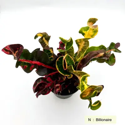 Croton Billionaire — rare Croton plant from Thailand