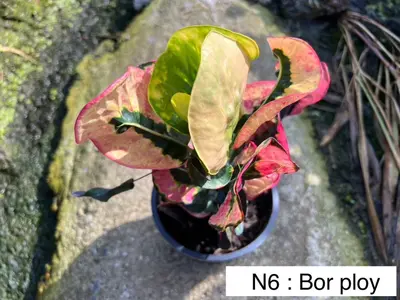 Croton Bor Ploy — rare Croton plant from Thailand