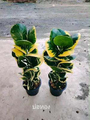 Croton Bor Thong — rare Croton plant from Thailand