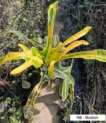 Croton Boston — rare Croton plant from Thailand