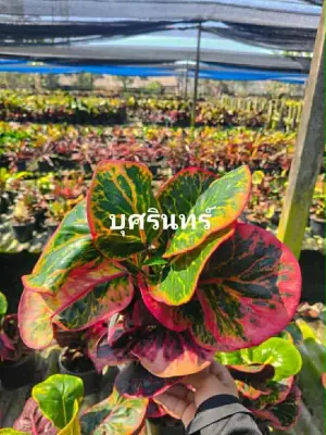 Croton Bud Sa Rin — rare Croton plant from Thailand