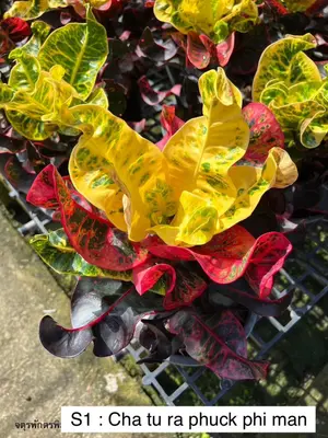 Croton Cha Tu Ra Phuck Phi Man — rare Croton plant from Thailand