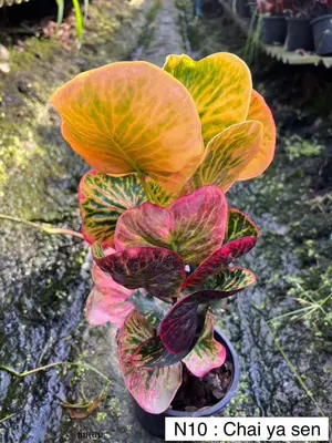 Croton Chai Ya Sen — rare Croton plant from Thailand