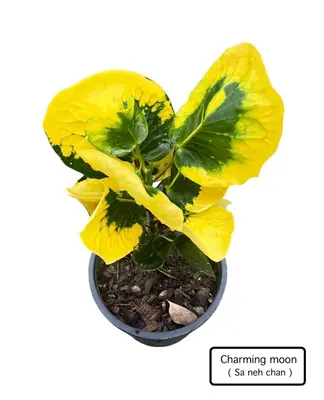 Croton Charming Moon — rare Croton plant from Thailand