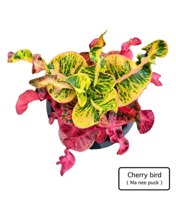 Croton Cherry Bird — rare Croton plant from Thailand
