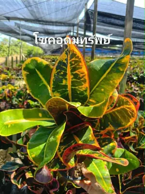Croton Chok U Dom Sub — rare Croton plant from Thailand