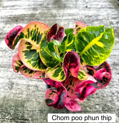 Croton Chom Poo Phun Thip — rare Croton plant from Thailand