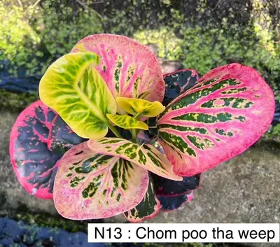 Croton Chom Poo Tha Weep — rare Croton plant from Thailand