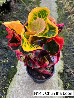 Croton Chun Tha Boon — rare Croton plant from Thailand
