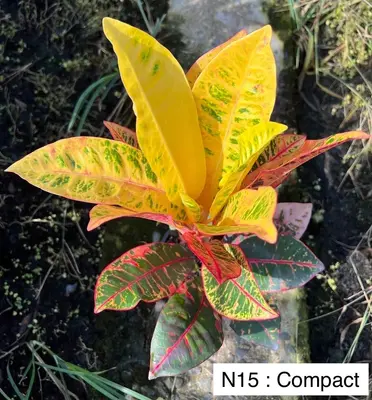 Croton Compact — rare Croton plant from Thailand