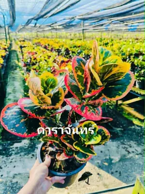 Croton Da Ra Jan — rare Croton plant from Thailand