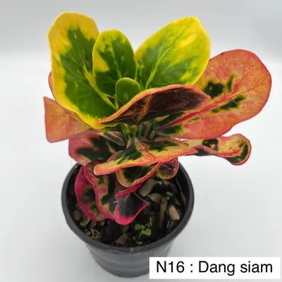 Croton Dang Siam — rare Croton plant from Thailand