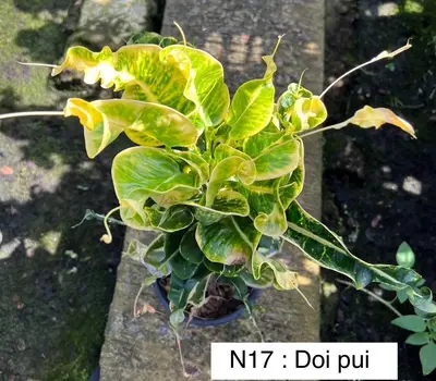 Croton Doi Pui — rare Croton plant from Thailand