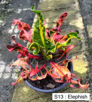Croton Elephish — rare Croton plant from Thailand
