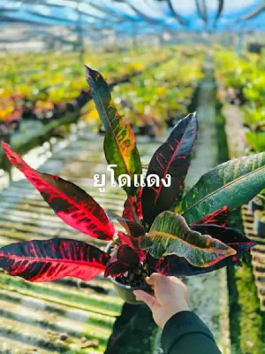 Croton Eu Do Dang — rare Croton plant from Thailand