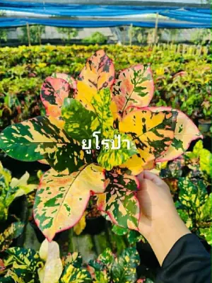 Croton Eu Ro Pa — rare Croton plant from Thailand