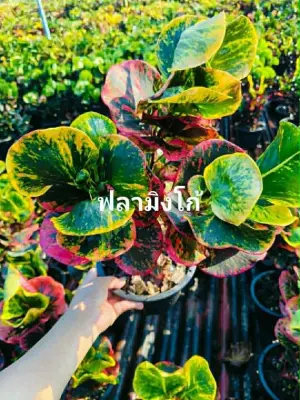 Croton Fa Ming Go — rare Croton plant from Thailand