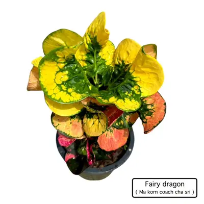 Croton Fairy Dragon — rare Croton plant from Thailand