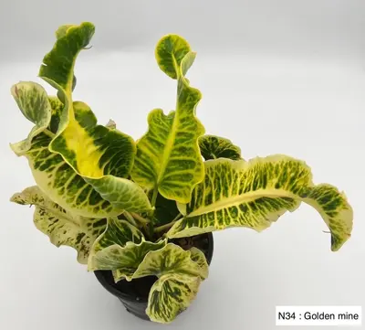 Croton Golden Mine — rare Croton plant from Thailand