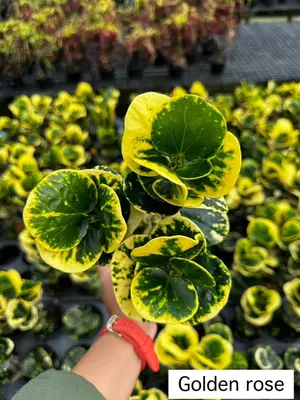 Croton Golden Rose — rare Croton plant from Thailand