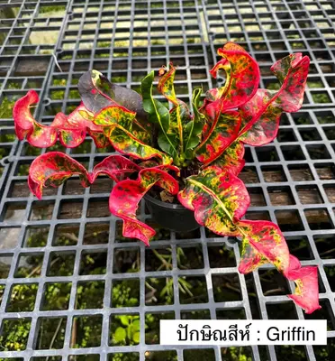 Croton Griffin — rare Croton plant from Thailand