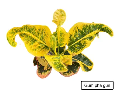 Croton Gum Pha Gun — rare Croton plant from Thailand