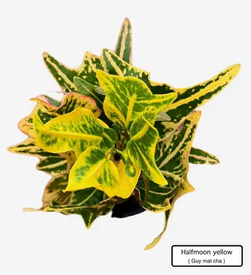 Croton Halfmoon Yellow — rare Croton plant from Thailand