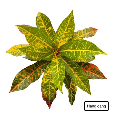 Croton Hang Dang — rare Croton plant from Thailand