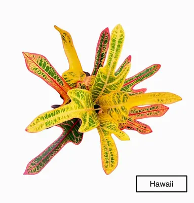 Croton Hawaii — rare Croton plant from Thailand