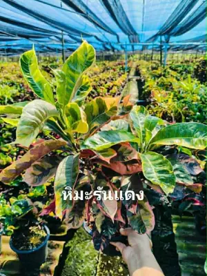 Croton He Ma Run Dang — rare Croton plant from Thailand