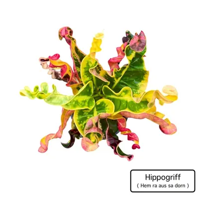 Croton Hippogriff — rare Croton plant from Thailand