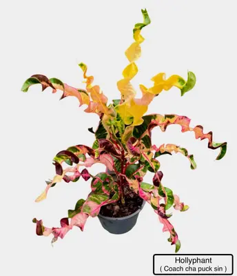Croton Hollyphant — rare Croton plant from Thailand