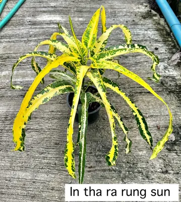 Croton In Tha Ra Rung Sun — rare Croton plant from Thailand