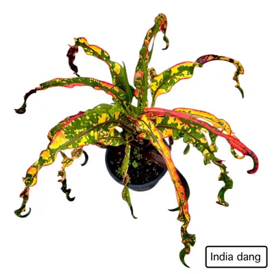 Croton India Dang — rare Croton plant from Thailand