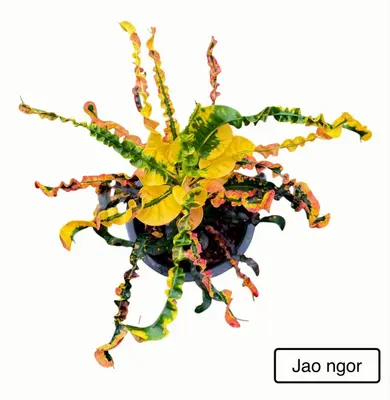 Croton Jao Ngor — rare Croton plant from Thailand