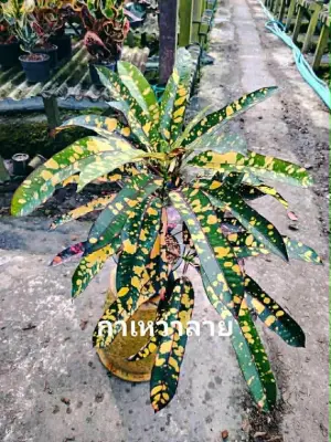 Croton Ka Whaw Lai — rare Croton plant from Thailand