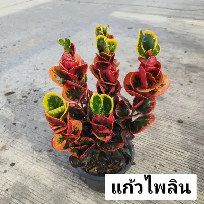 Croton Kaew Pai Lin — rare Croton plant from Thailand