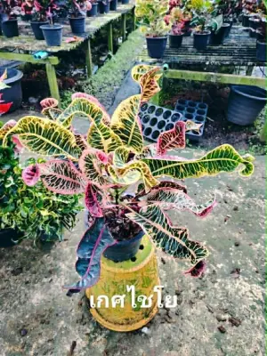 Croton Ked Chai Yo — rare Croton plant from Thailand