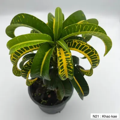 Croton Khao Kae — rare Croton plant from Thailand