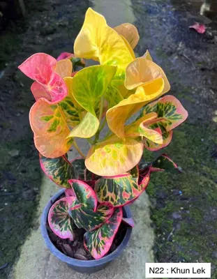 Croton Khun Lek — rare Croton plant from Thailand