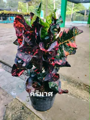 Croton Ki Ri Mat — rare Croton plant from Thailand