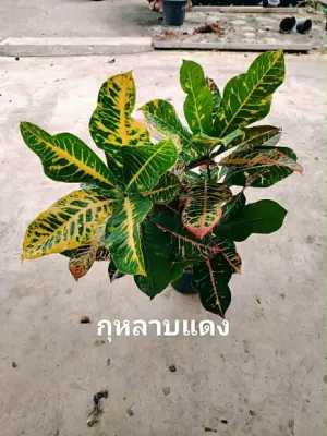 Croton Ku Rab Dang — rare Croton plant from Thailand