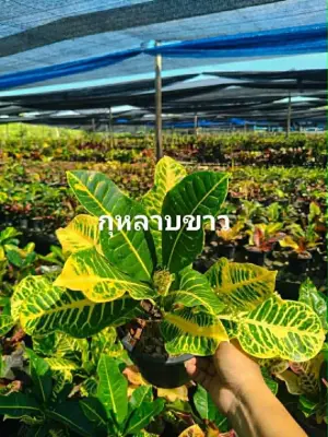 Croton Ku Rab khaw — rare Croton plant from Thailand