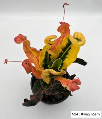 Croton Kwag Ngern — rare Croton plant from Thailand