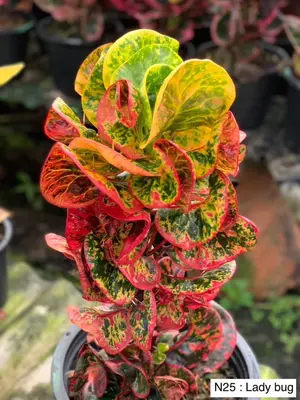 Croton Lady Bug — rare Croton plant from Thailand