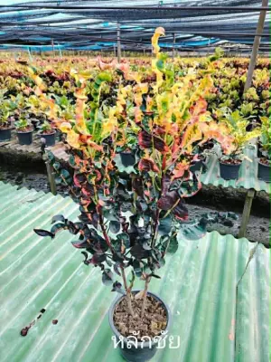 Croton Lak Chai — rare Croton plant from Thailand
